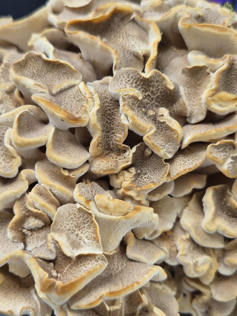 Eichhase – Bestimmung, Verwechslung und Speisewert 11 Eichhase - viele kleine Hüte