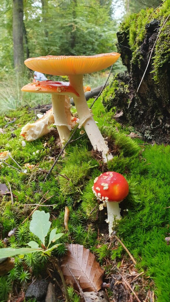 Wie findet man Pilze? Warum Boden und Bäume oft wichtiger sind als Glück 36 Fliegenpilze bevorzugen auch saure Böden