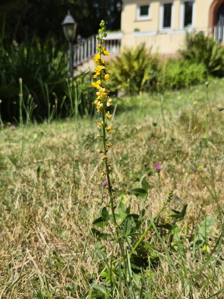 Rasen oder Magerwiese? Warum naturnahe Gärten Trockenheit besser überstehen 7 Odermenning auf der Magerwiese