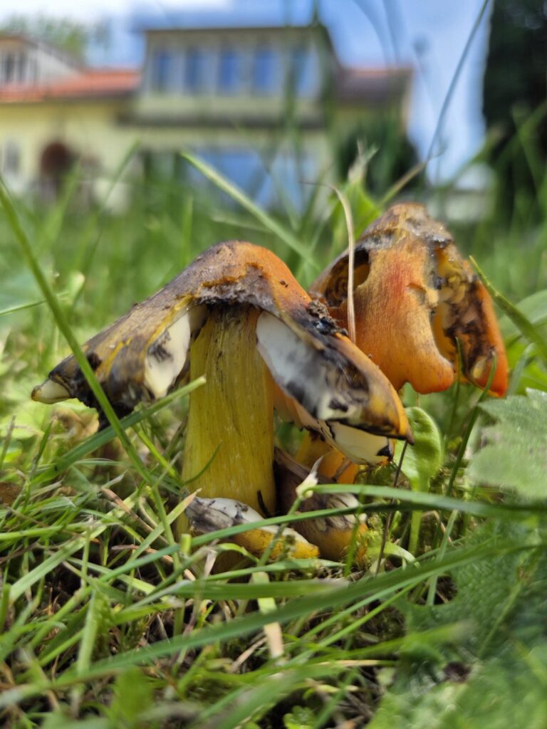 Rasen oder Magerwiese? Warum naturnahe Gärten Trockenheit besser überstehen 12 Schwärzender Saftling auf magerer Wiese