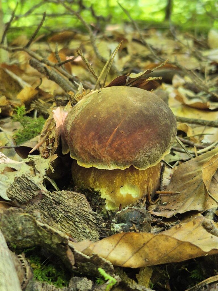 Wie findet man Pilze? Warum Boden und Bäume oft wichtiger sind als Glück 32 Fichtensteinpilz finden