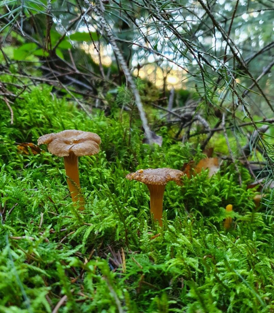 Wie findet man Pilze? Warum Boden und Bäume oft wichtiger sind als Glück 30 Bodenbeschaffenheit beachten zum Pilze finden
