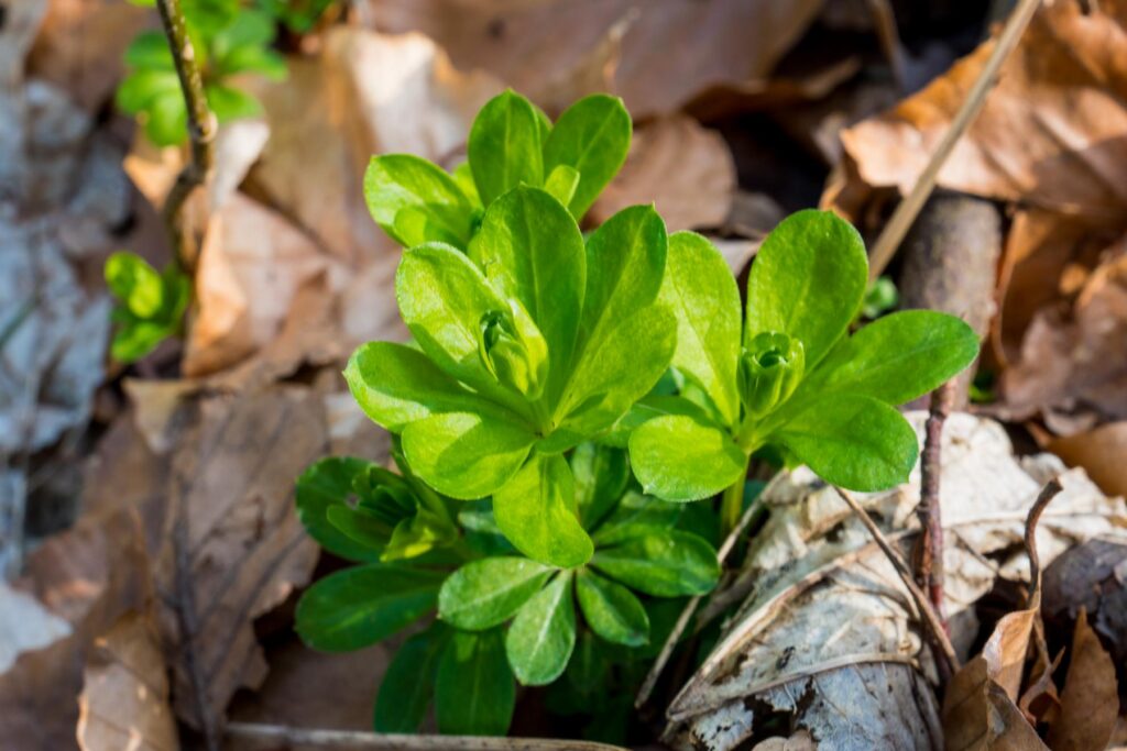Wie findet man Pilze? Warum Boden und Bäume oft wichtiger sind als Glück 41 Waldmeister als Kalkzeiger