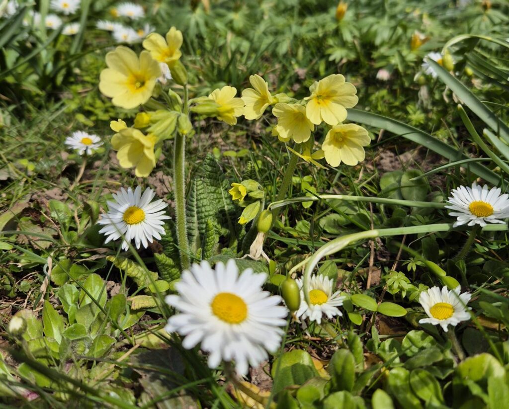 Rasen oder Magerwiese? Warum naturnahe Gärten Trockenheit besser überstehen 10 Hausgarten