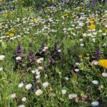 Rasen oder Magerwiese? Warum naturnahe Gärten Trockenheit besser überstehen 15 Magerwiese statt Rasen