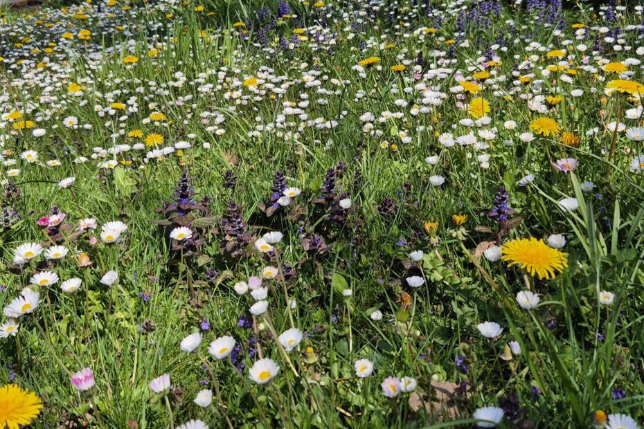 Rasen oder Magerwiese? Warum naturnahe Gärten Trockenheit besser überstehen 3 Magerwiese statt Rasen