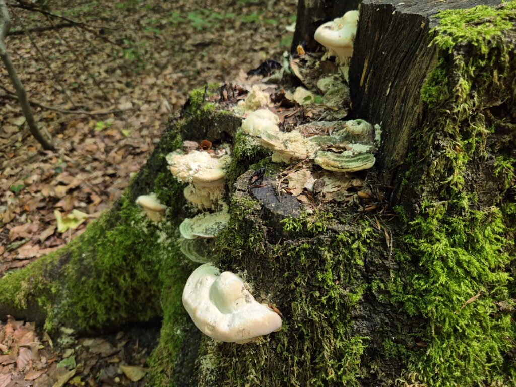 Pilzticker Odenwald 5 1000212214
