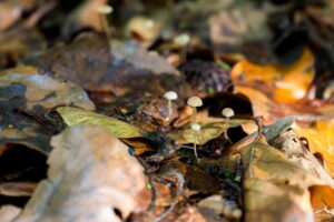 Pilzticker Odenwald 28 Bucheckern Flockenschueppling04