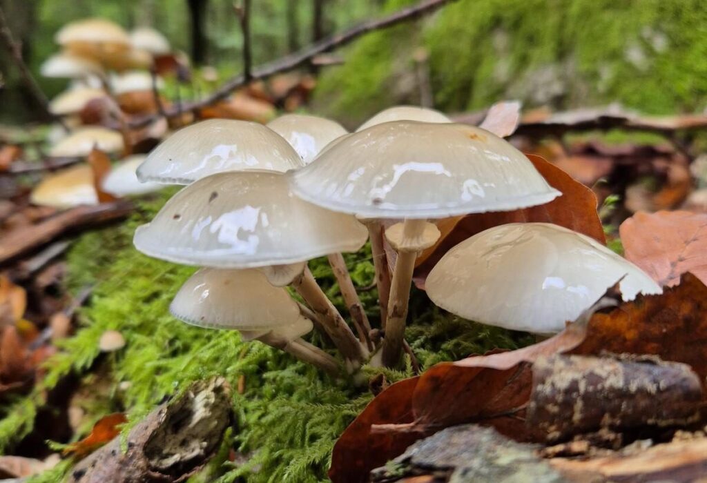 Pilze nach Regen: Wie schnell wachsen Steinpilze, Pfifferlinge & andere Speisepilze? 9 Wann Pilze nach Regen erscheinen ist von vielen Faktoren abhängig
