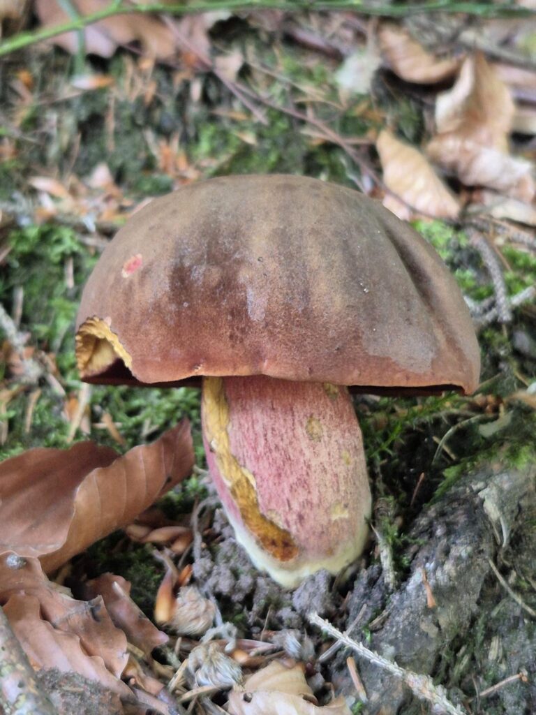 Pilzsaison im Odenwald: Wann wachsen Steinpilze, Pfifferlinge & Co.? 15 Flockenstieliger Hexenröhrling