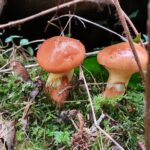 Pilze nach Regen: Wie schnell wachsen Steinpilze, Pfifferlinge & andere Speisepilze? 13 Pilze nach Regen