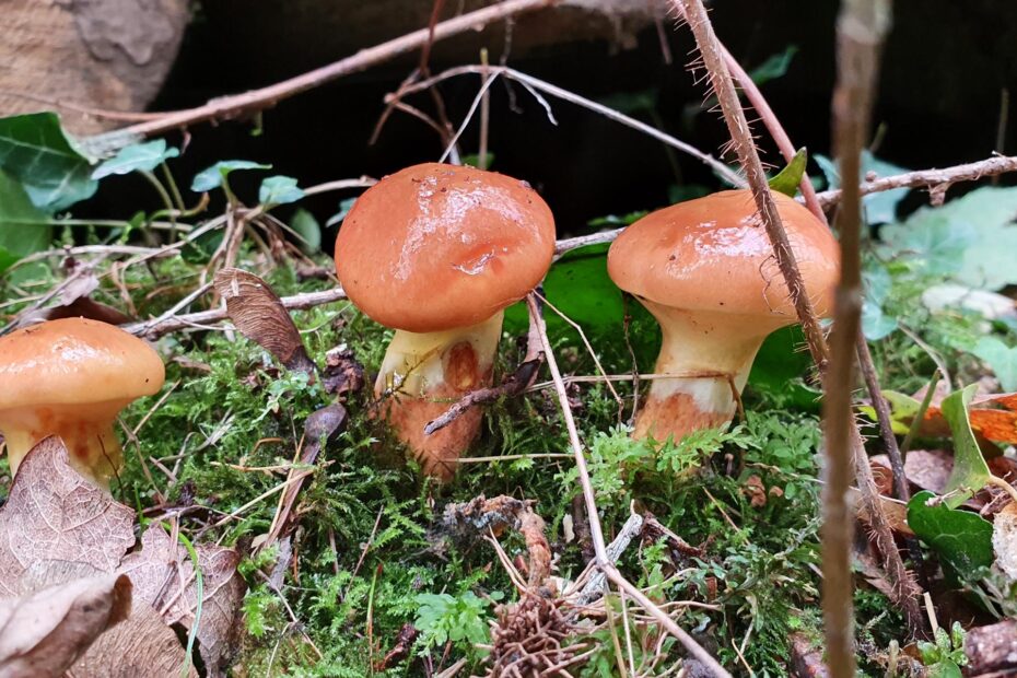 Pilze nach Regen