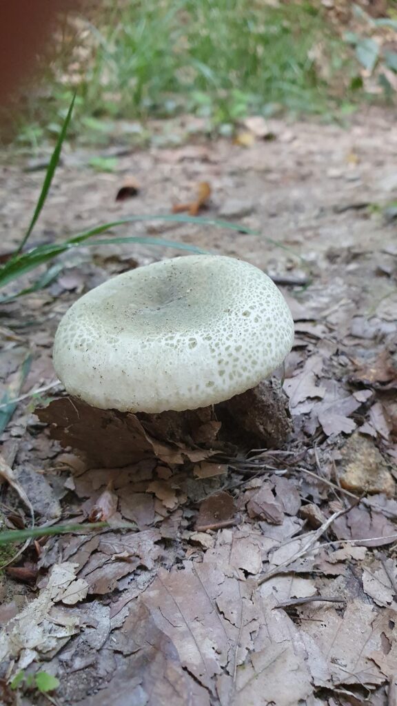 Pilzsaison im Odenwald: Wann wachsen Steinpilze, Pfifferlinge & Co.? 16 Grüngefelderter Täubling