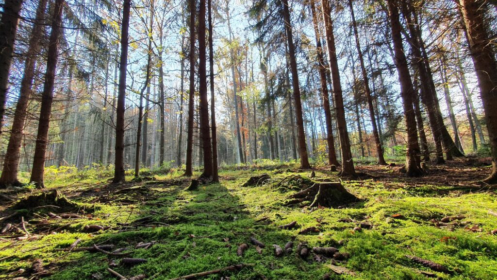 Pilzsaison im Odenwald: Wann wachsen Steinpilze, Pfifferlinge & Co.? 10 Wann ist Pilzsaison im Odenwald?