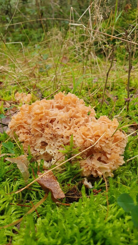 Pilzsaison im Odenwald: Wann wachsen Steinpilze, Pfifferlinge & Co.? 17 Krause Glucke