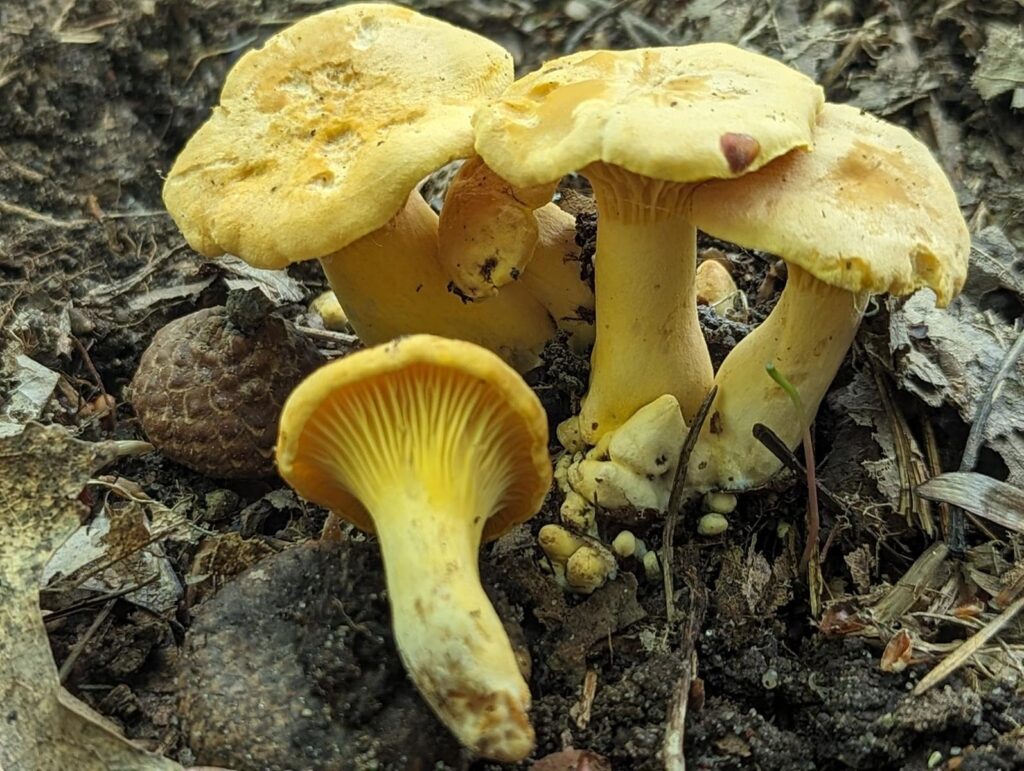 Pilzsaison im Odenwald: Wann wachsen Steinpilze, Pfifferlinge & Co.? 14 Pfifferlinge im Eichenwald