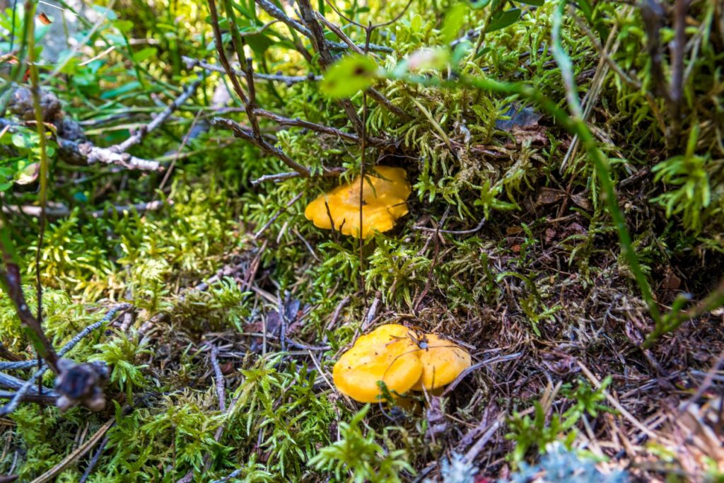 Pilzsaison im Odenwald: Wann wachsen Steinpilze, Pfifferlinge & Co.? 12 Pfifferlinge benötigen Regen.