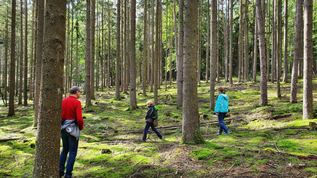 Pilze nach Regen: Wie schnell wachsen Steinpilze, Pfifferlinge & andere Speisepilze? 10 Pilze nach Regen suchen gehen