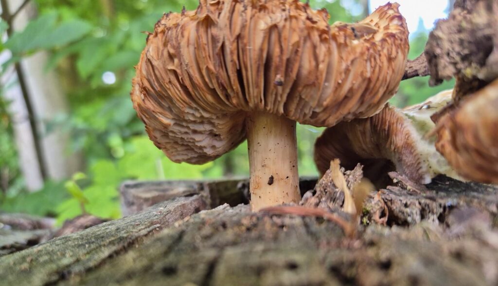 Pilzsaison im Odenwald: Wann wachsen Steinpilze, Pfifferlinge & Co.? 11 Vertrockneter Pilz