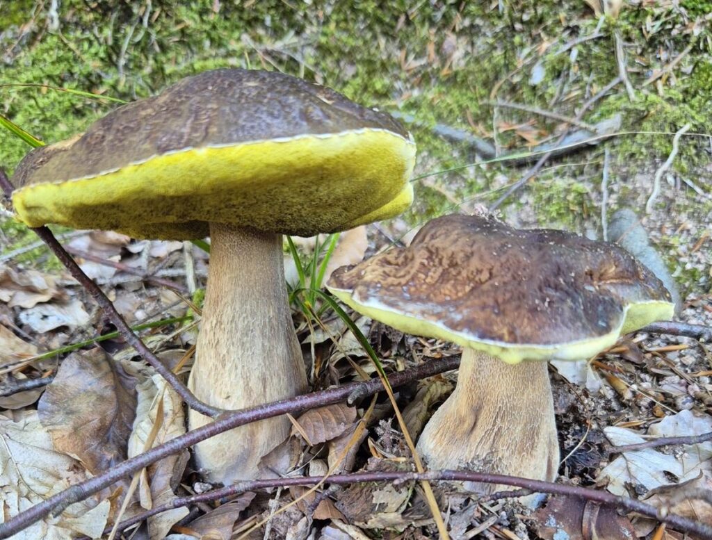 Pilzsaison im Odenwald: Wann wachsen Steinpilze, Pfifferlinge & Co.? 13 Steinpilze im Odenwald