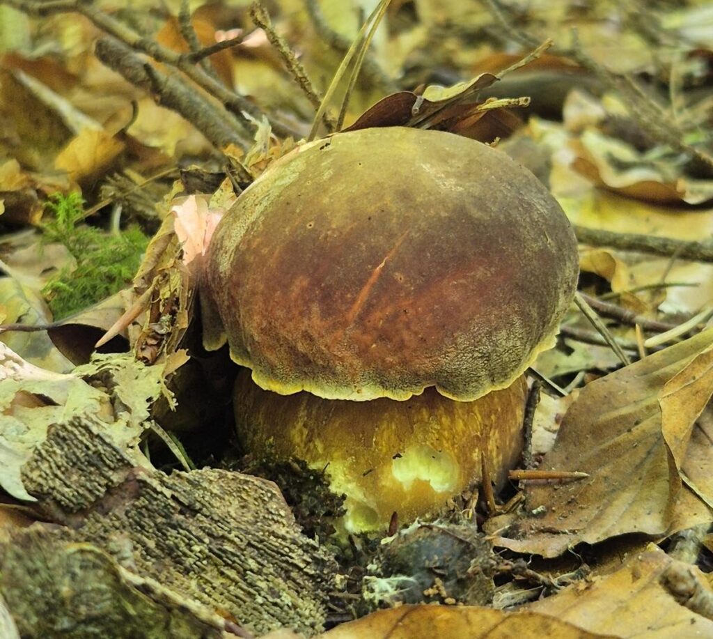 Pilze nach Regen: Wie schnell wachsen Steinpilze, Pfifferlinge & andere Speisepilze? 12 Wie schnell wachsen Steinpilze nach Regen?