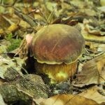 Pilzsaison im Odenwald: Wann wachsen Steinpilze, Pfifferlinge & Co.? 14 Pilzsaison im Odenwald