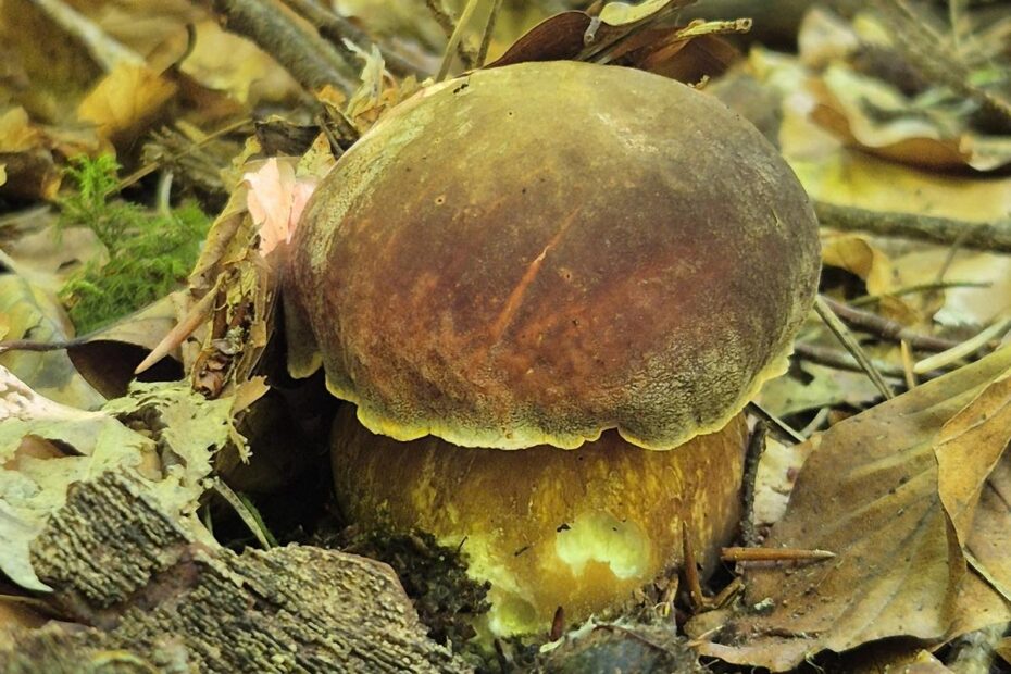 Pilzsaison im Odenwald: Wann wachsen Steinpilze, Pfifferlinge & Co.? 2 Pilzsaison im Odenwald