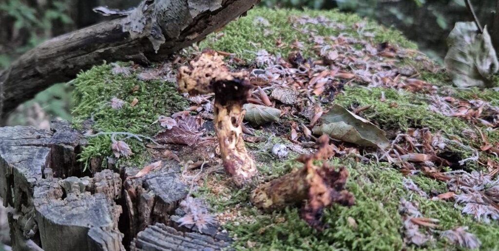 Pilze nach Regen: Wie schnell wachsen Steinpilze, Pfifferlinge & andere Speisepilze? 8 Vertrockneter Pilz