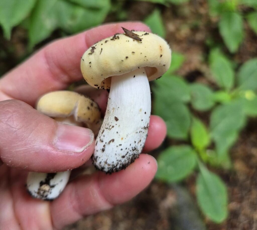 Pilze nach Regen: Wie schnell wachsen Steinpilze, Pfifferlinge & andere Speisepilze? 14 Pilze sammeln