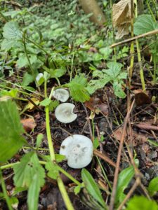 Pilzticker Odenwald 22 1000217614