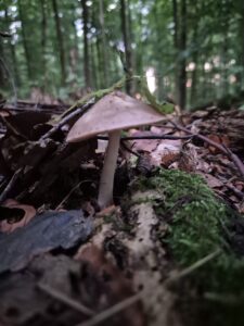 Pilzticker Odenwald 28 1000224446