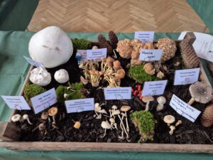 Pilzticker Odenwald 37 1000229357