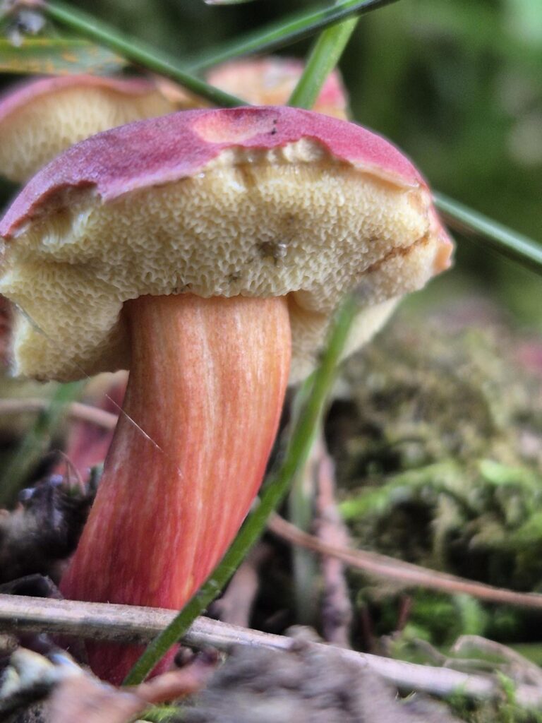Eichhase – Bestimmung, Verwechslung und Speisewert 17 Pilze bei einer Pilzwanderung im Odenwald rund um das Haus Sonnentau