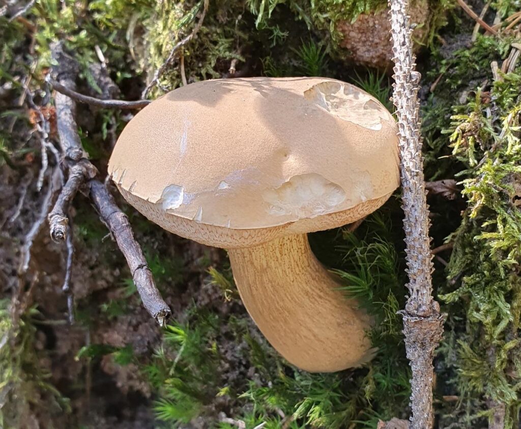 Steinpilz erkennen, sicher bestimmen und Verwechslungen vermeiden 12 Gallenröhrling mit dunklem Stielnetz und hervorquellenden, rosa gefärbten Röhren