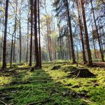 Das Wood Wide Web unter deinen Füßen – Mykorrhiza einfach erklärt 13 Fichtenwald mit Moos und Pilzen