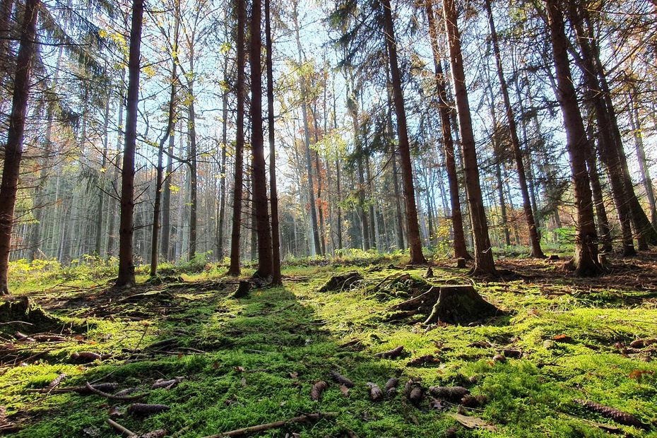 Das Wood Wide Web unter deinen Füßen – Mykorrhiza einfach erklärt 16 Fichtenwald mit Moos und Pilzen