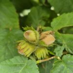 Die Hasel – erkennen, nutzen und neu entdecken 17 Mehrere Haselnüsse in offenen grünen Fruchthüllen zwischen behaarten Haselblättern