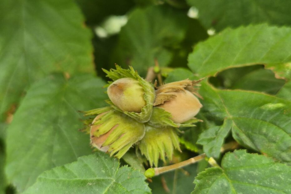 Die Hasel – erkennen, nutzen und neu entdecken 20 Mehrere Haselnüsse in offenen grünen Fruchthüllen zwischen behaarten Haselblättern