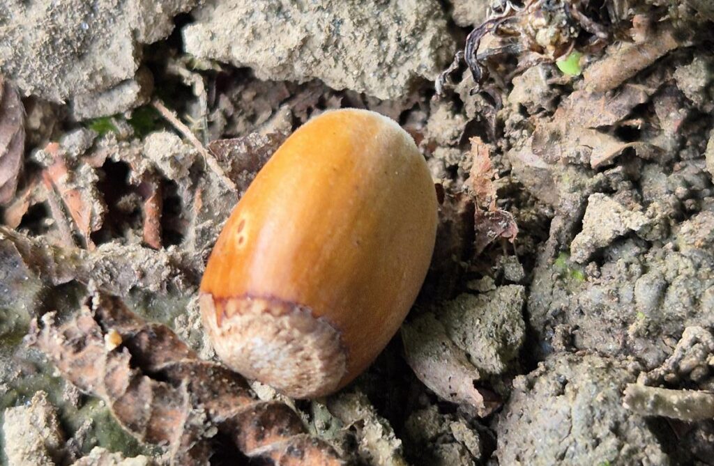 Die Hasel – erkennen, nutzen und neu entdecken 14 Haselnuss auf dem Boden