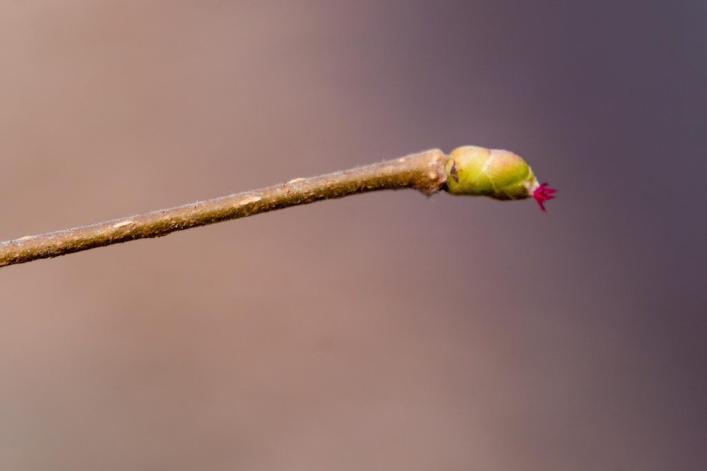Die Hasel – erkennen, nutzen und neu entdecken 11 Kleine weibliche Haselblüte mit roten Narben