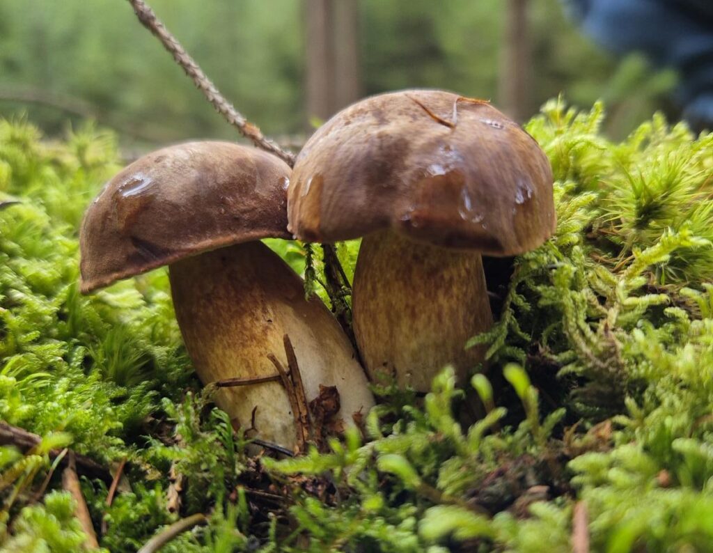 Steinpilz erkennen, sicher bestimmen und Verwechslungen vermeiden 13 Maronenröhrlinge im Moos
