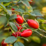 Hagebutten: essen, sammeln und richtig verwenden 16 Reife rote Hagebutten an einem Rosenstrauch im Herbst