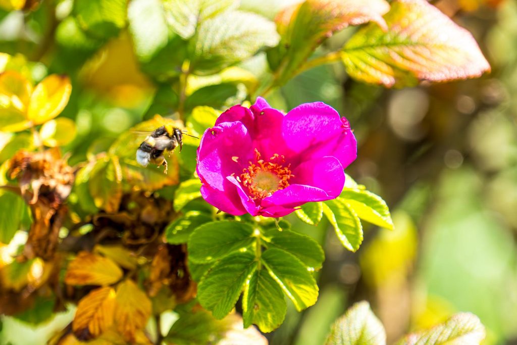 Hagebutten: essen, sammeln und richtig verwenden 11 Blühende Rose mit Hummel