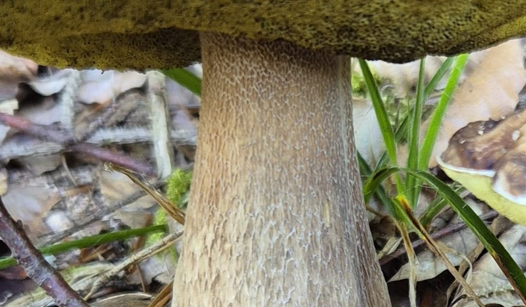 Steinpilz erkennen, sicher bestimmen und Verwechslungen vermeiden 11 Steinpilz mit hellem Stielnetz