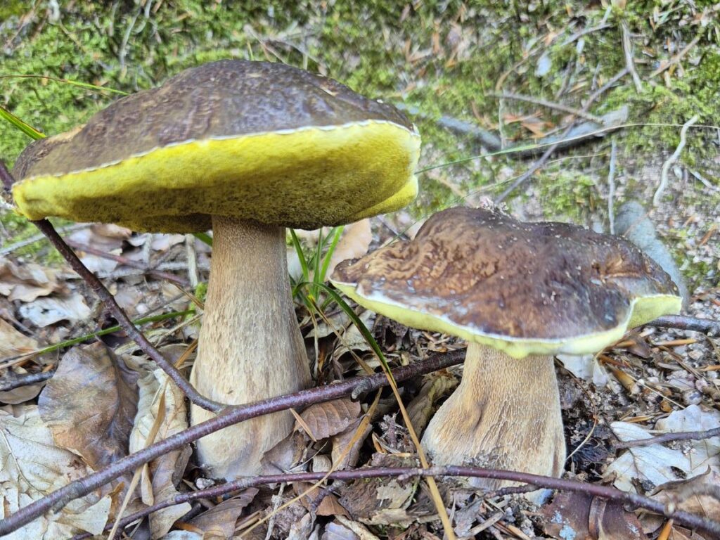 Steinpilz erkennen, sicher bestimmen und Verwechslungen vermeiden 10 Alte Steinpilze mit oliv gefärbten Röhren