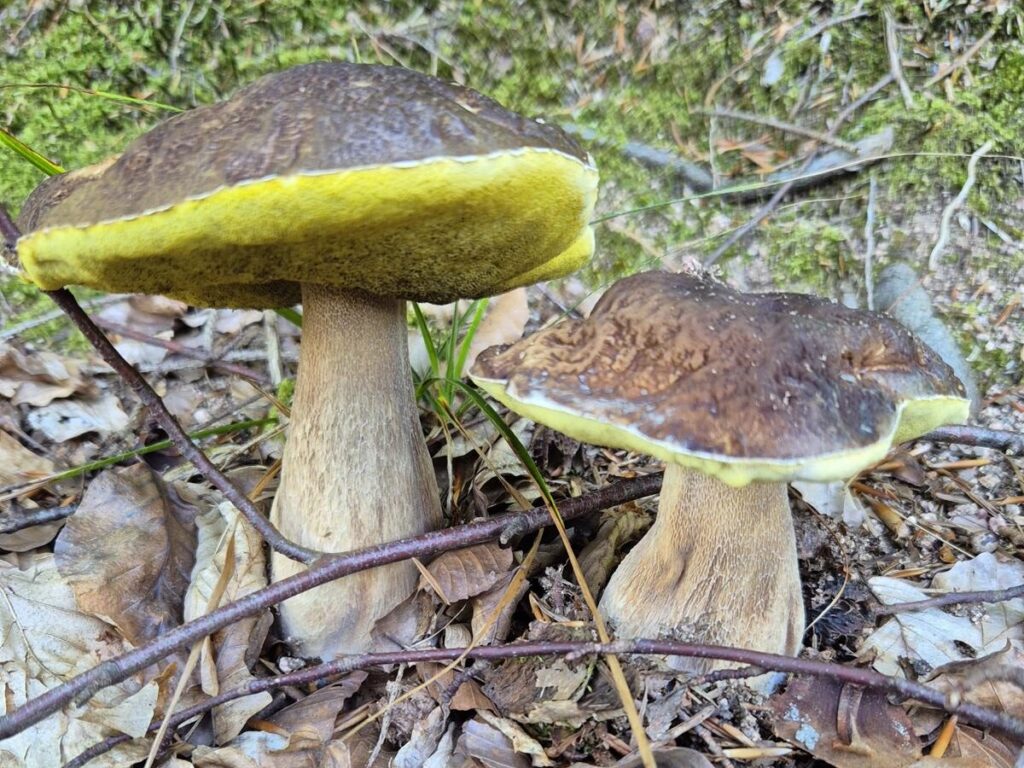 Das Wood Wide Web unter deinen Füßen – Mykorrhiza einfach erklärt 6 Steinpilze betreiben Mykorrhiza