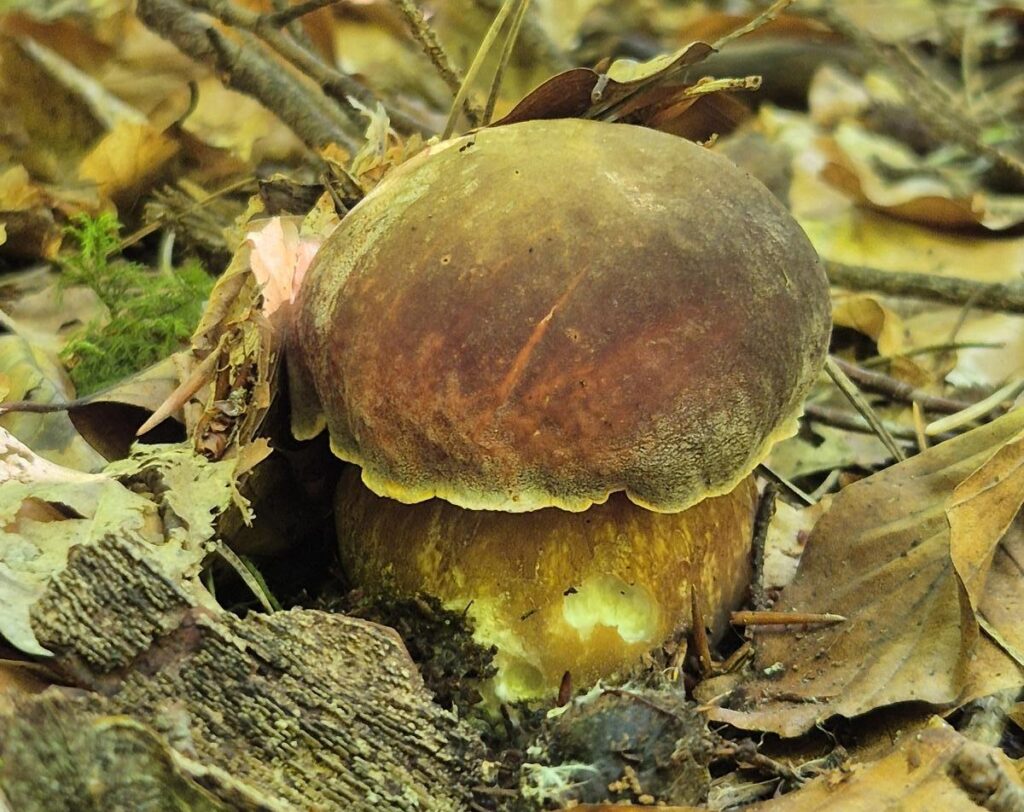 Steinpilz erkennen, sicher bestimmen und Verwechslungen vermeiden 9 Junger Steinpilz mit kugeligem Hut und bauchigem Stiel