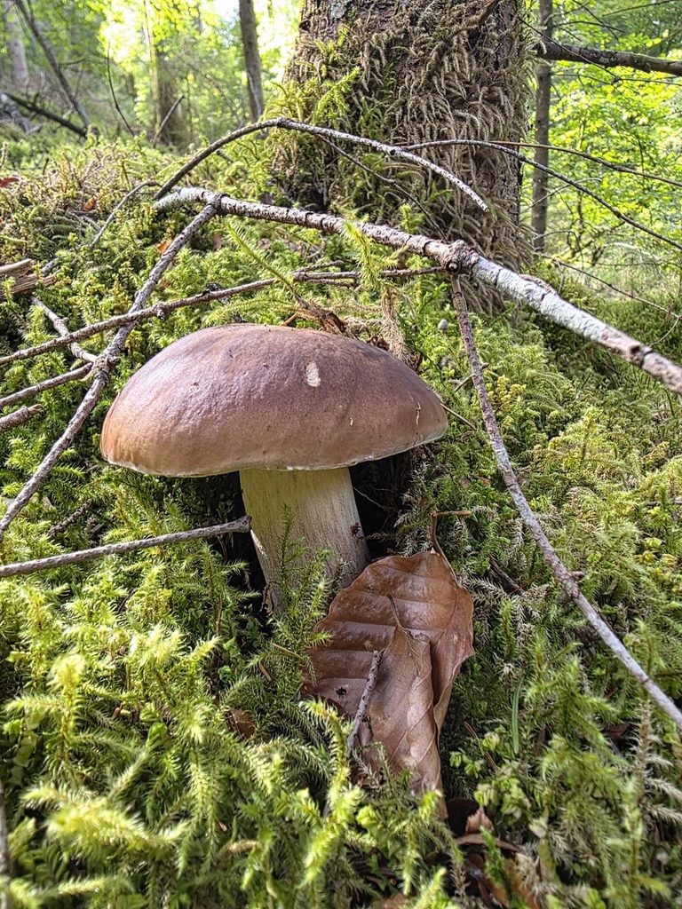Steinpilz erkennen, sicher bestimmen und Verwechslungen vermeiden 8 Steinpilz05