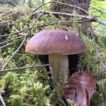 Steinpilz erkennen, sicher bestimmen und Verwechslungen vermeiden 12 Fichtensteinpilz Boletus edulis erkennen und bestimmen