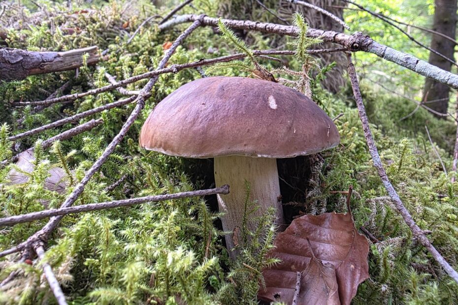 Steinpilz erkennen, sicher bestimmen und Verwechslungen vermeiden 8 Fichtensteinpilz Boletus edulis erkennen und bestimmen
